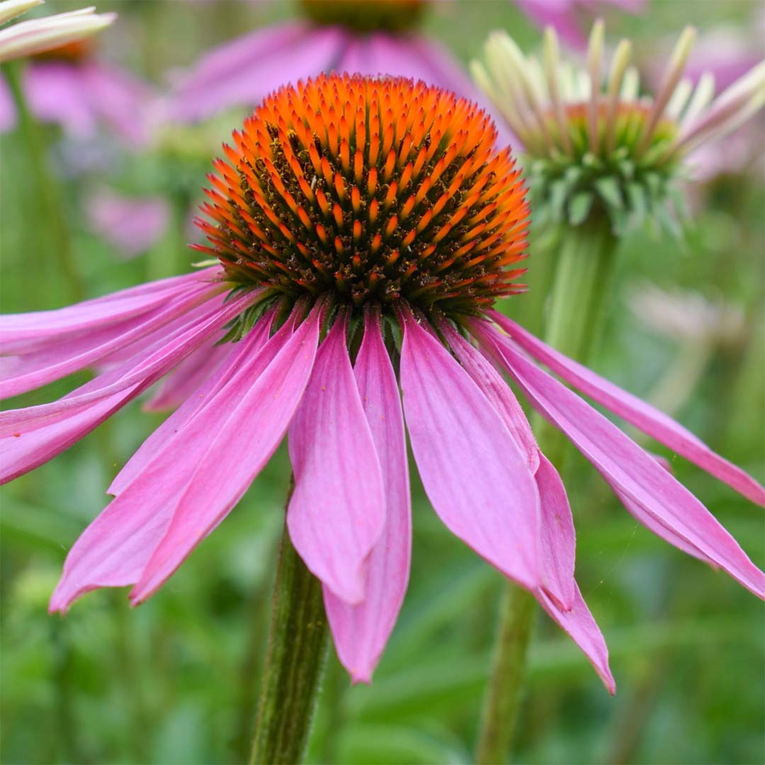 Echinacea purpurea ‘Bressingham Hybrids’