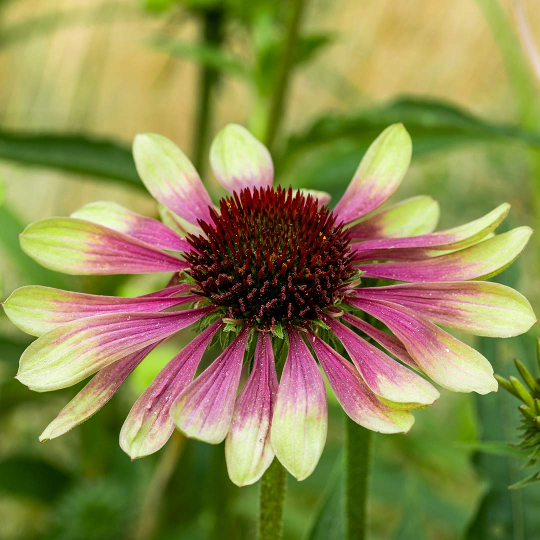 Echinacea purpurea 'Green Twister'