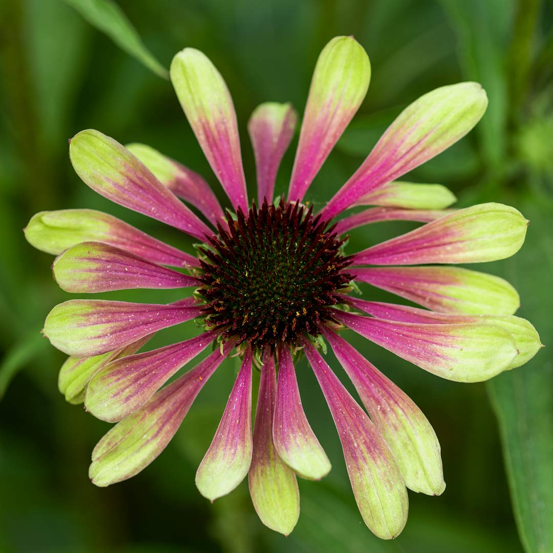 Echinacea purpurea 'Green Twister' (Purple Coneflower)