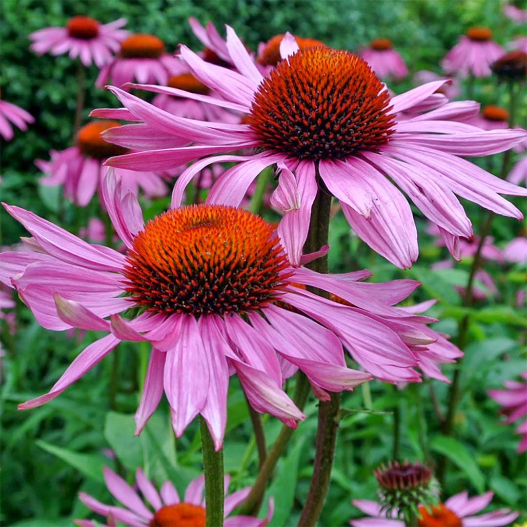 Echinacea purpurea 'Rubinstern' (Ruby Star)