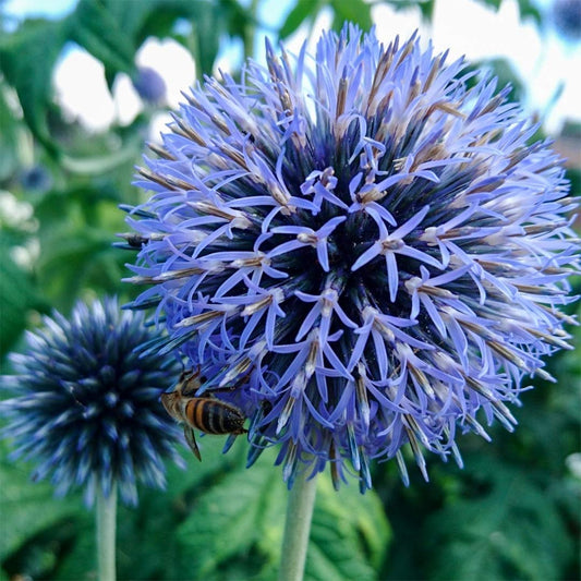 Echinops ritro subsp. ruthenicus 'Platinum Blue'