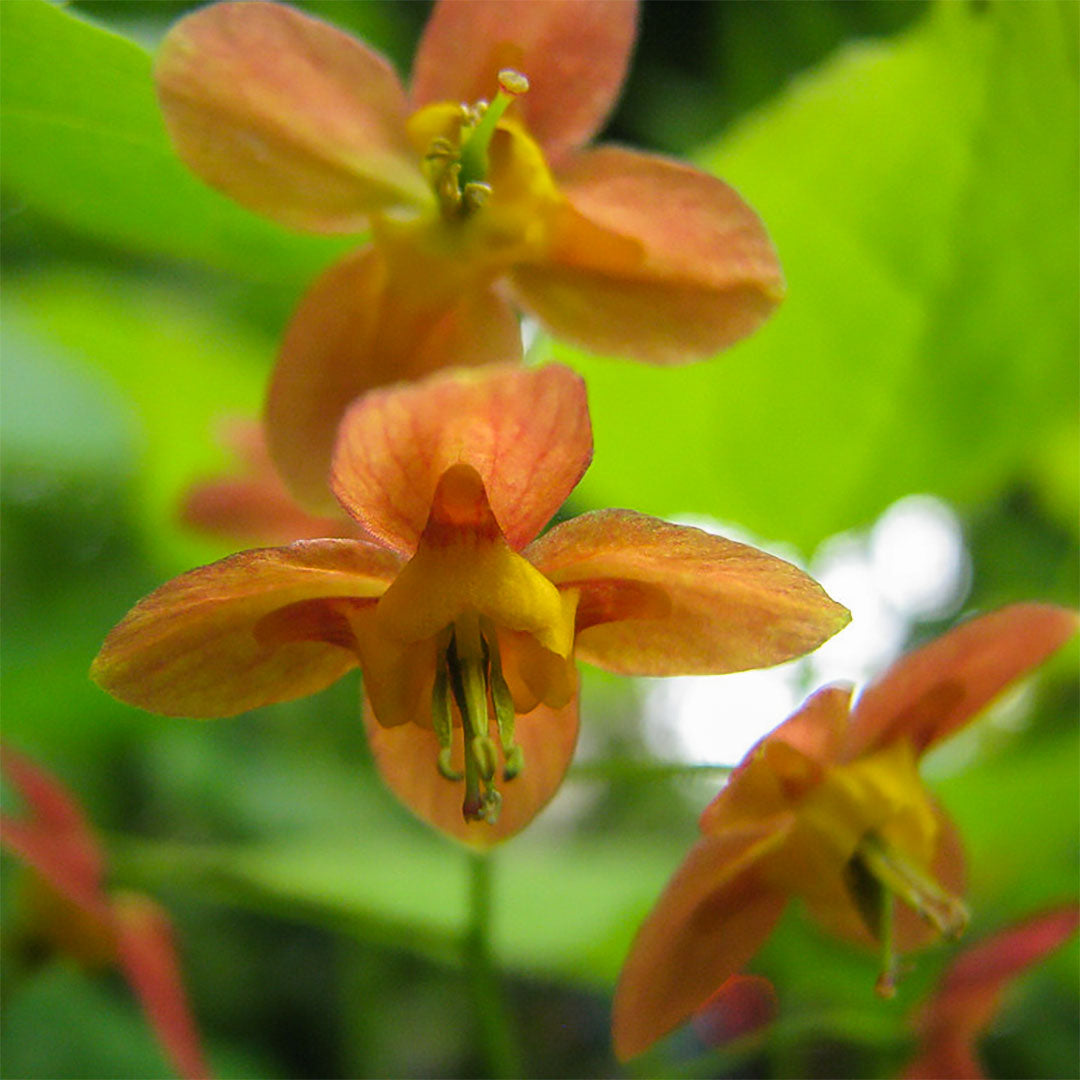 Epimedium x warleyense 'Orangekönigin'