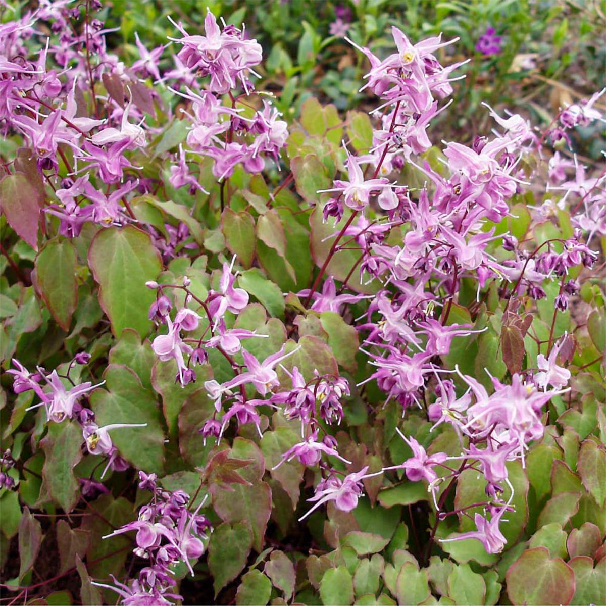 Epimedium × youngianum 'Roseum'