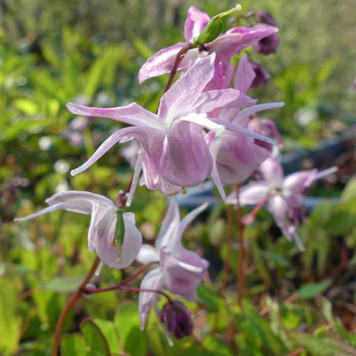 Epimedium Ć youngianum 'Roseum'
