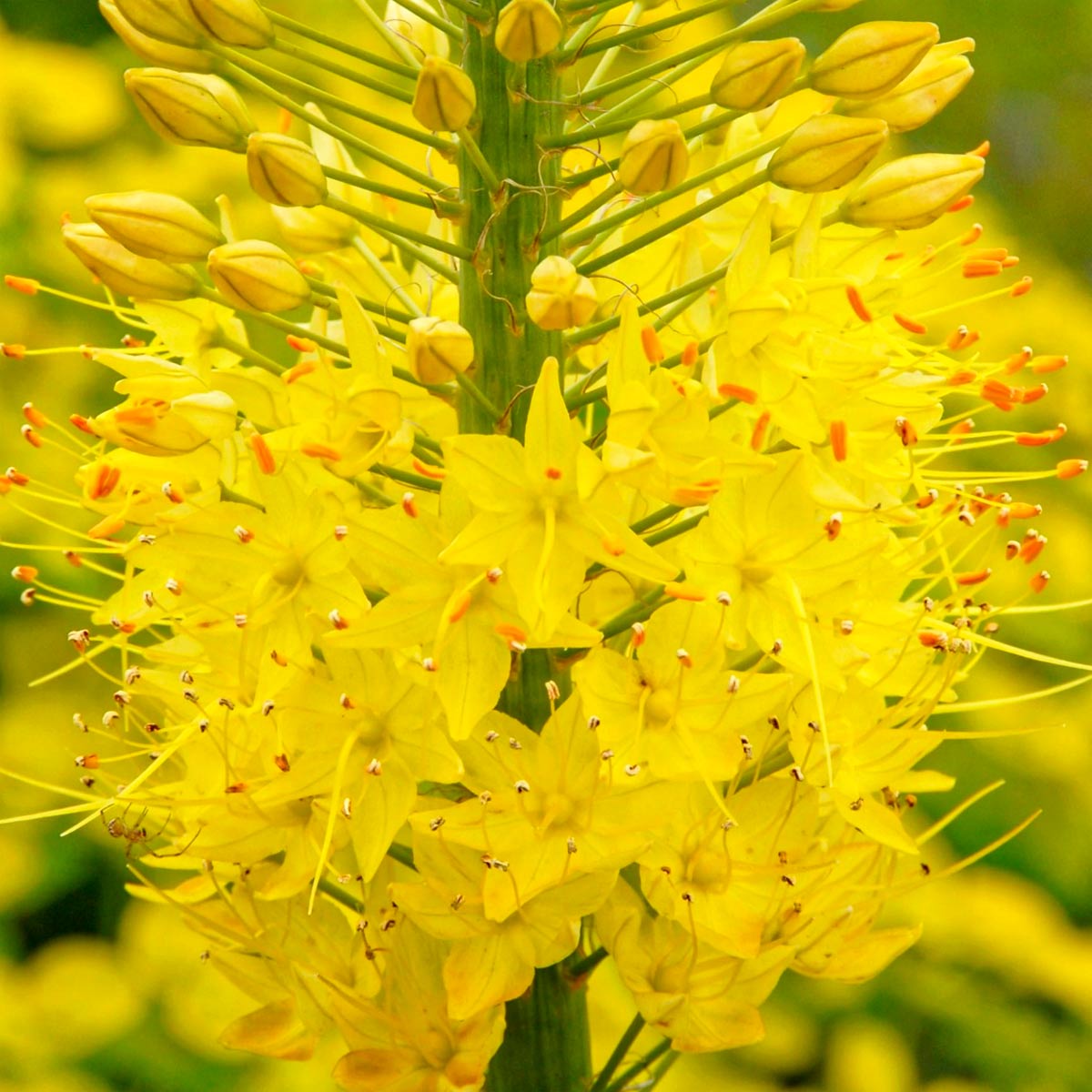 Eremurus bungei