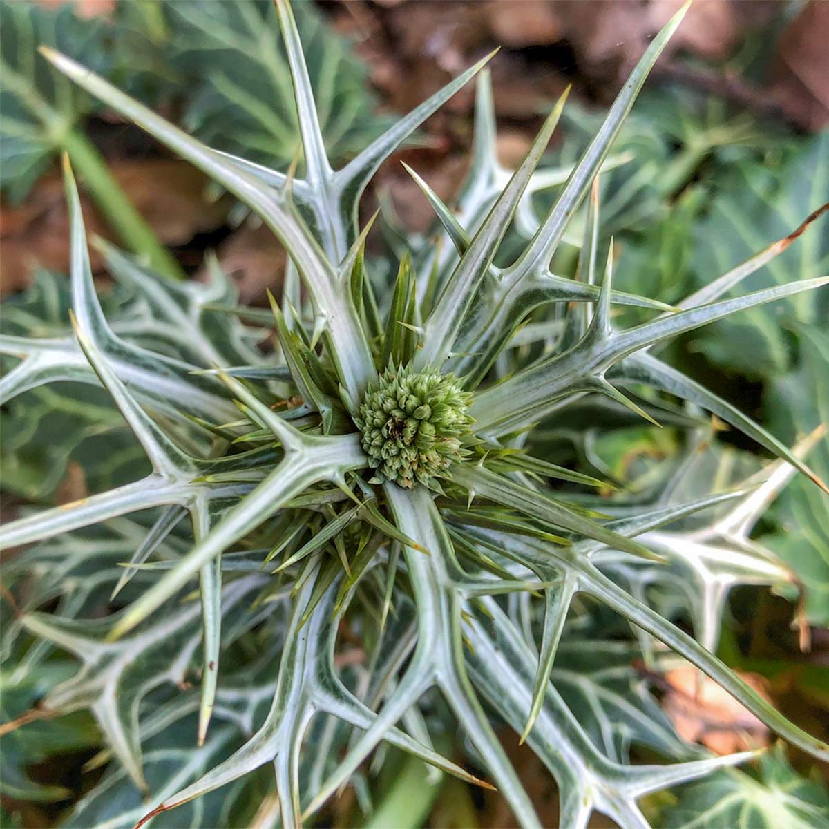 Eryngium variifolium