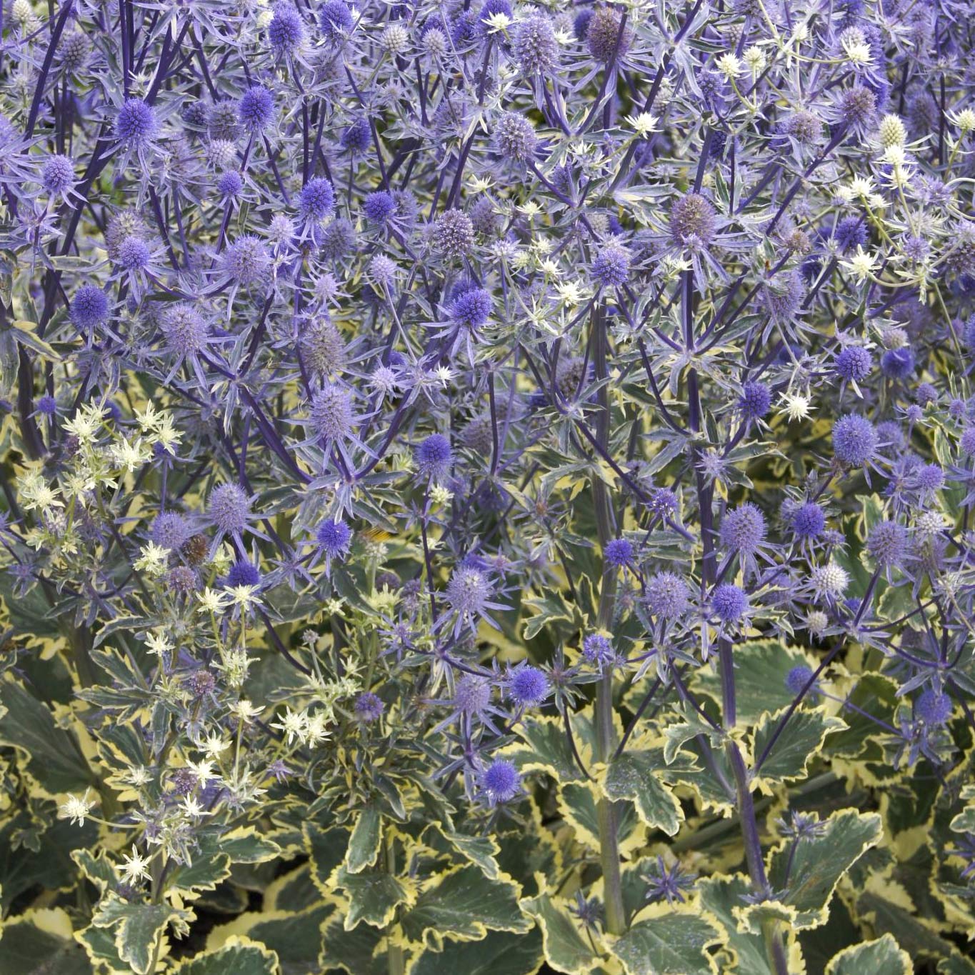 jade frost plant Eryngium planum 'Jade Frost'