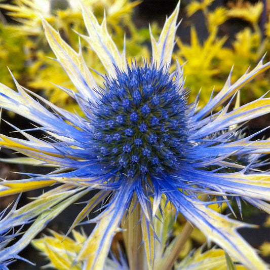 Eryngium x zabelii 'Neptune's Gold'