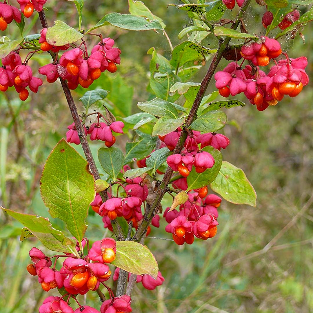 Euonymus alatus 'Compactus'