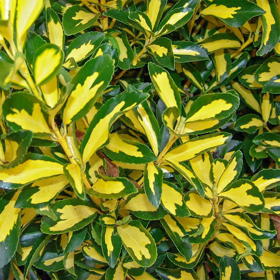 Euonymus japonicus 'Ovatus Aueus'