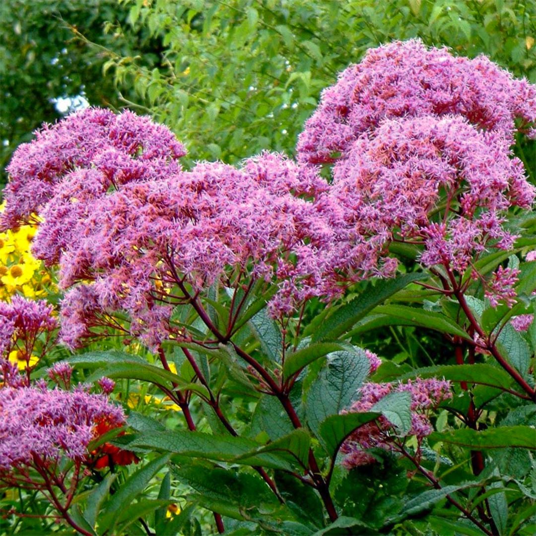 Eupatorium maculatum 'Atropurpureum Group'