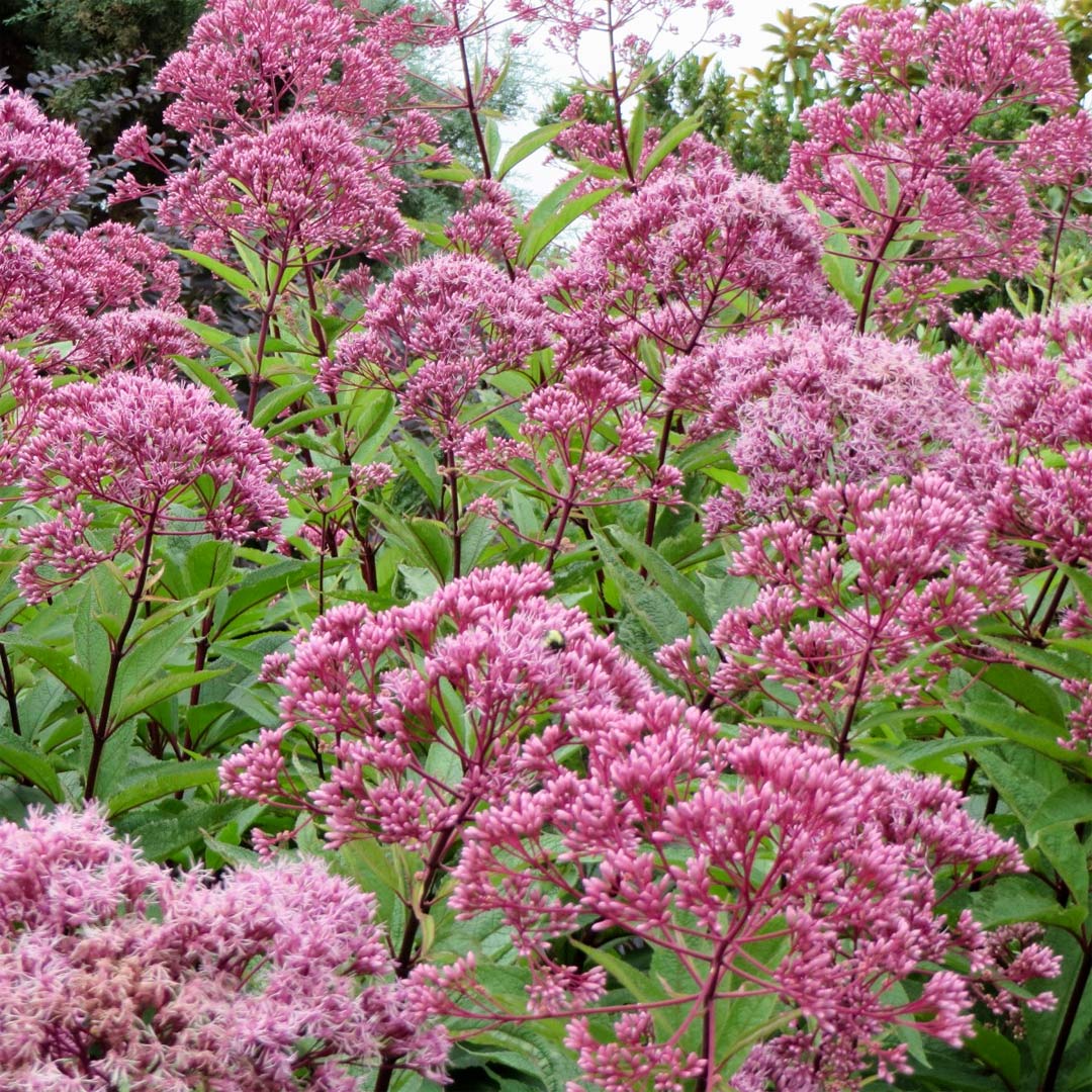 Eutrochium purpureum Baby Joe