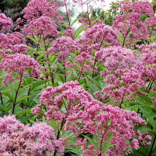 Eutrochium purpureum Baby Joe