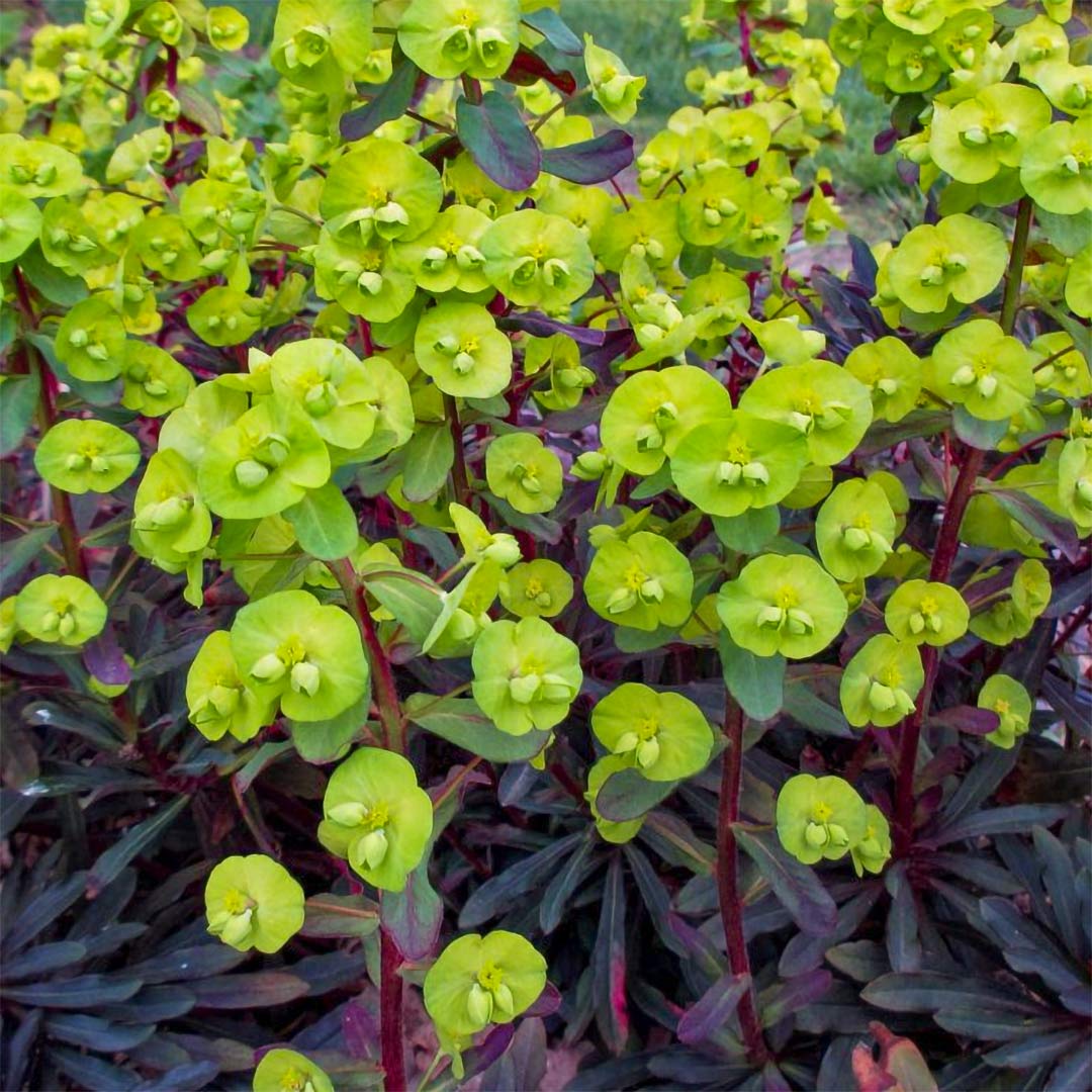 Euphorbia amygdaloides 'Purpurea'