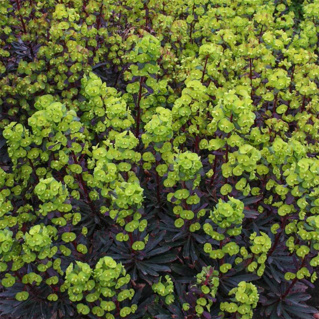 Euphorbia amygdaloides 'Purpurea'