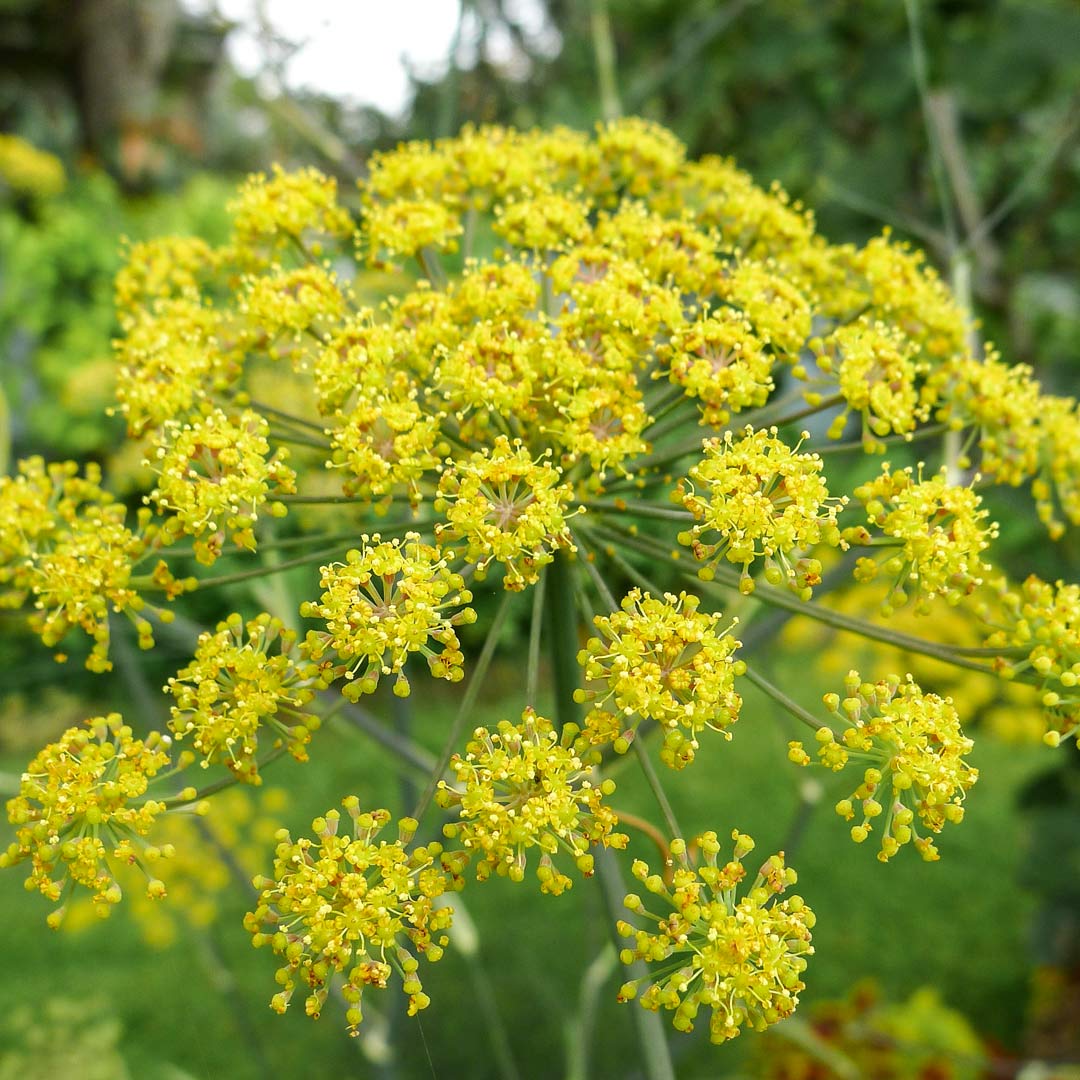 Foeniculum vulgare 'Purpureum' (Bronze Fennel)