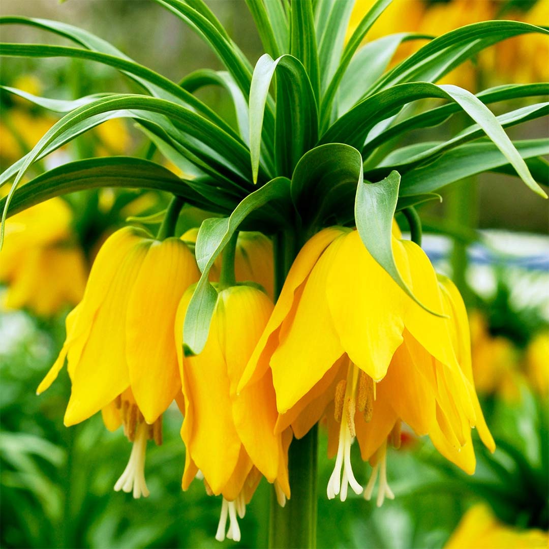 Fritillaria imperialis 'Lutea'