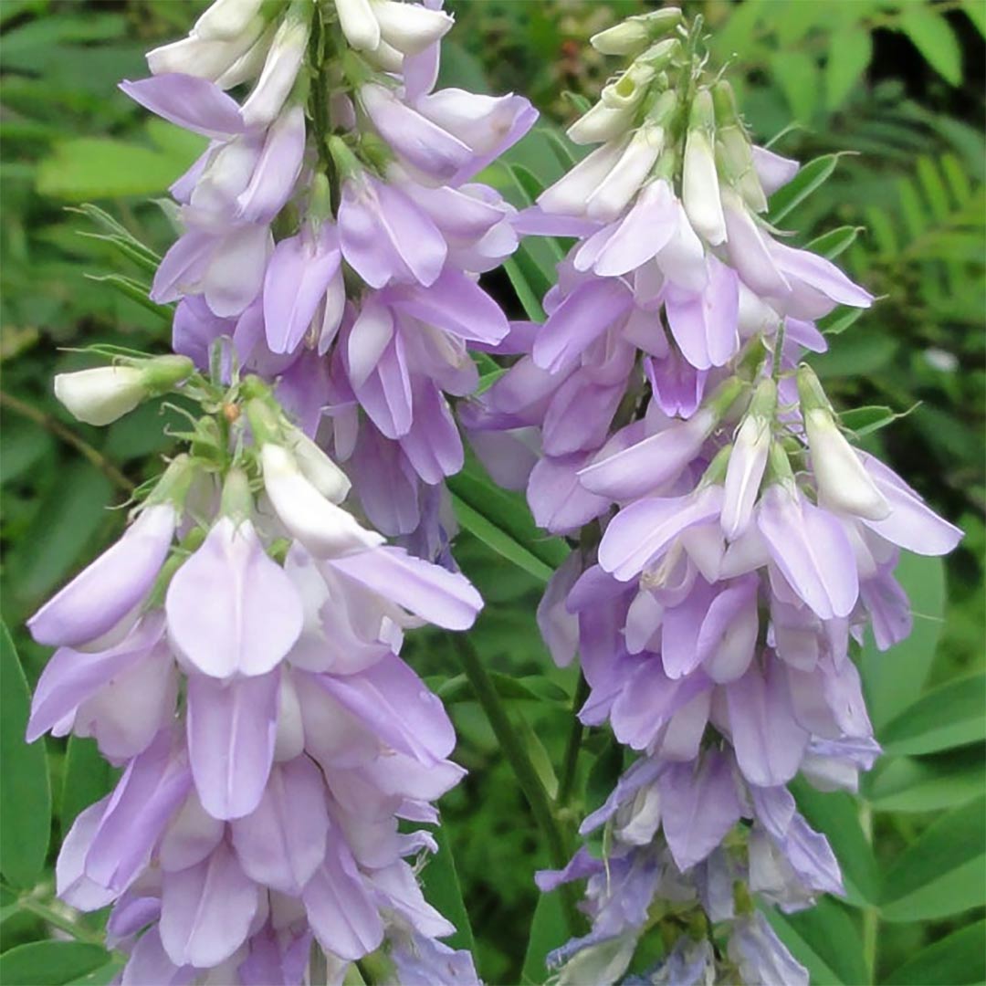 Galega officinalis