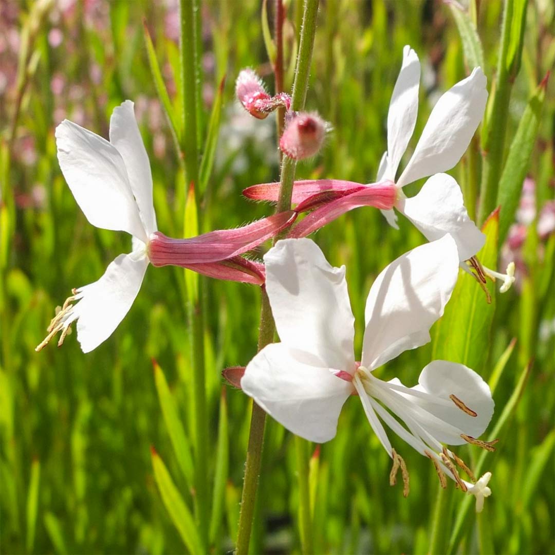 Gaura 'Flamingo White'