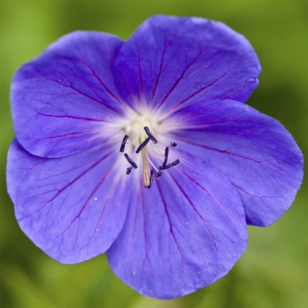Geranium 'Brookside'