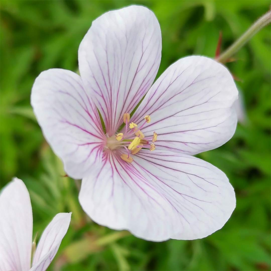 Geranium clarkei 'Kashmir White'