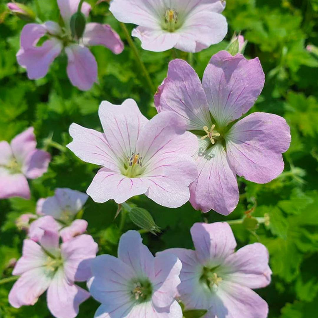 Geranium 'Dreamland'