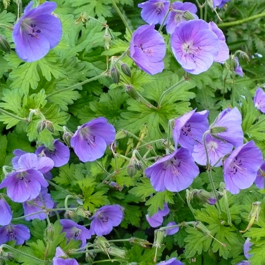 Geranium himalayense 'Gravetye'