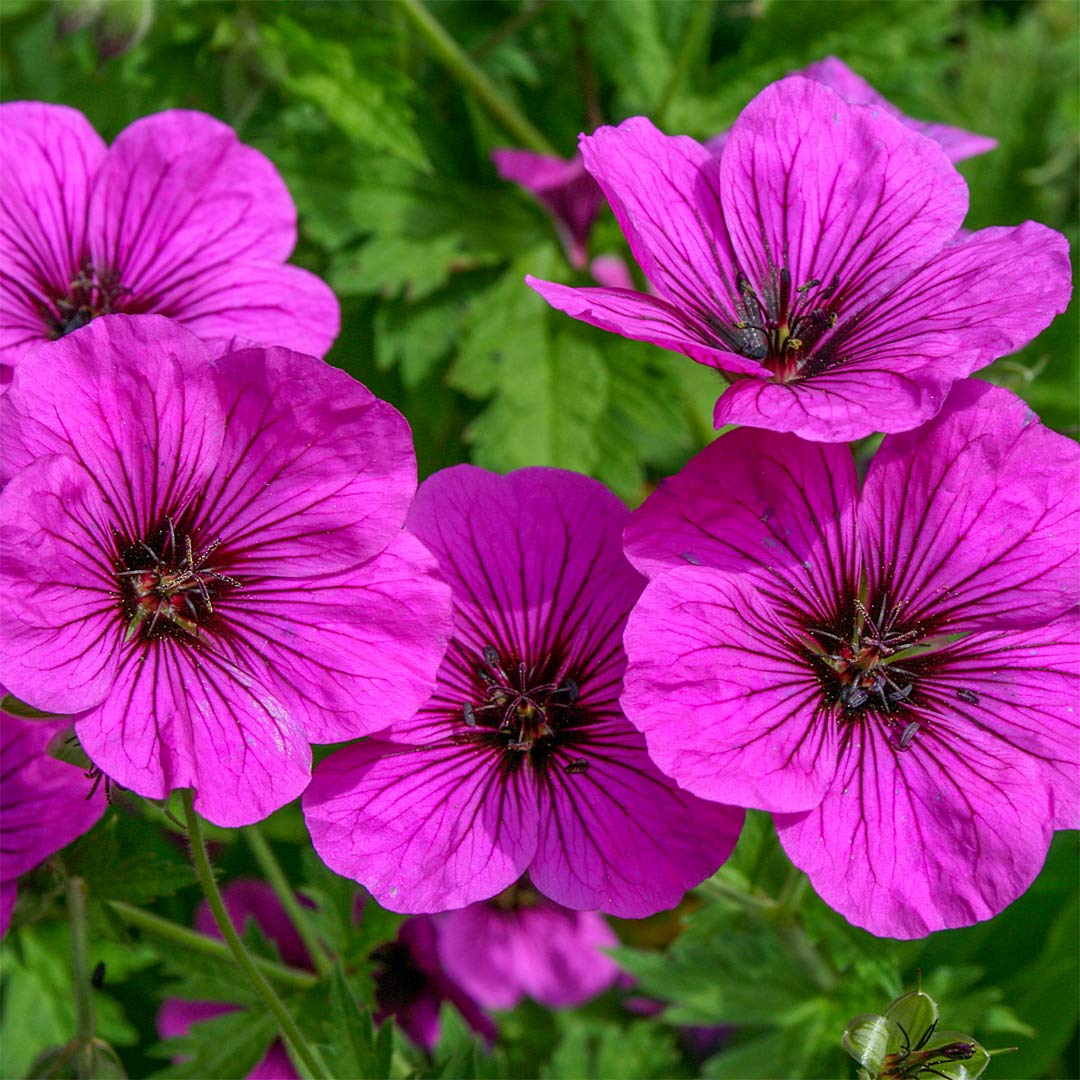 Geranium 'Ivan'