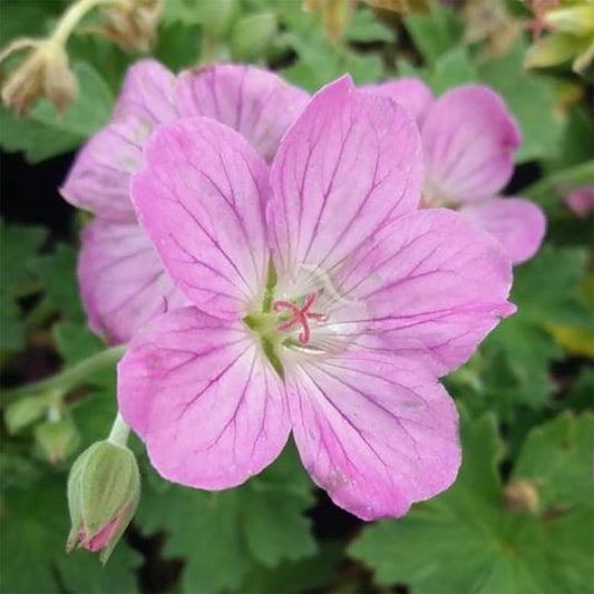 Geranium 'Jean Armour'