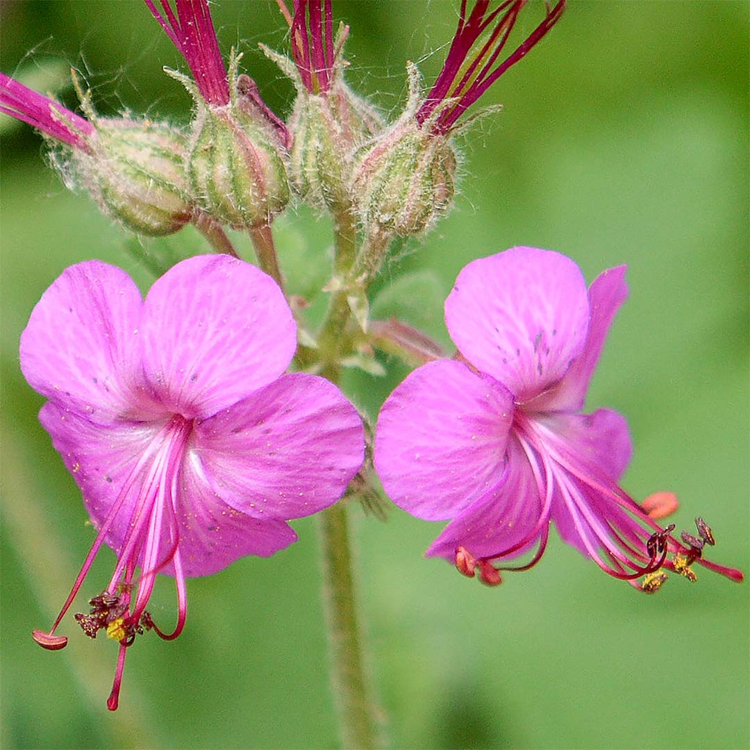 Geranium macrorrhizum