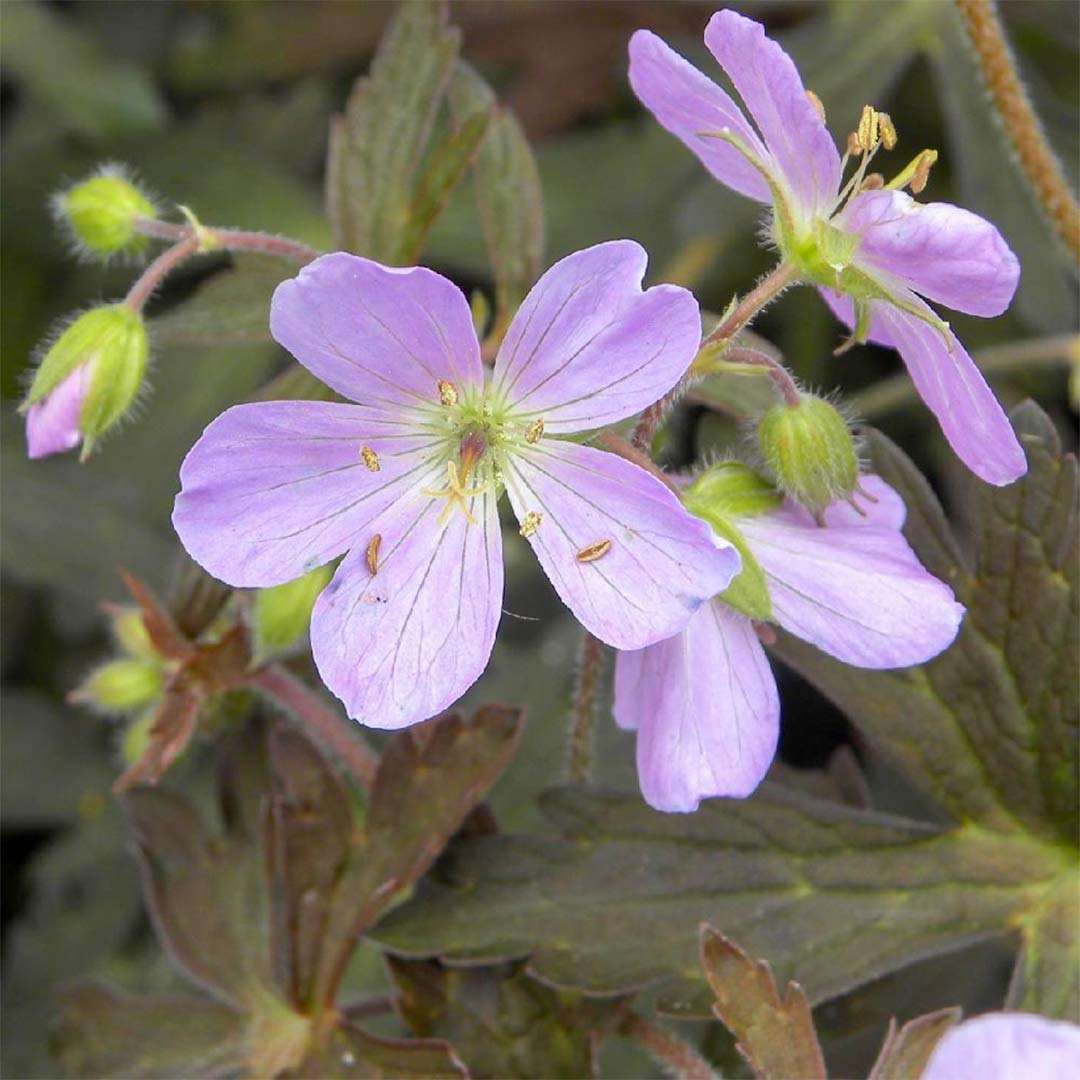 Geranium maculatum 'Espresso'
