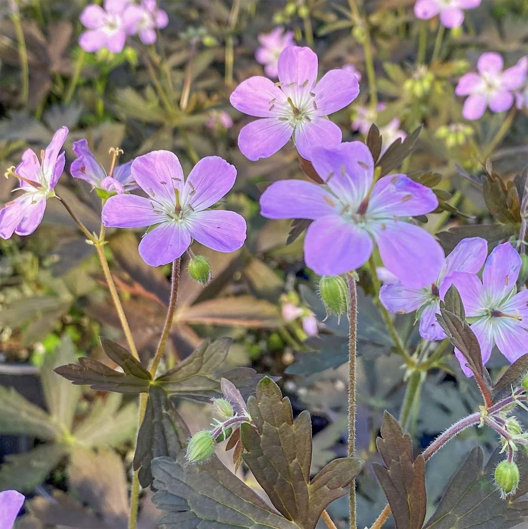 Geranium maculatum 'Espresso'