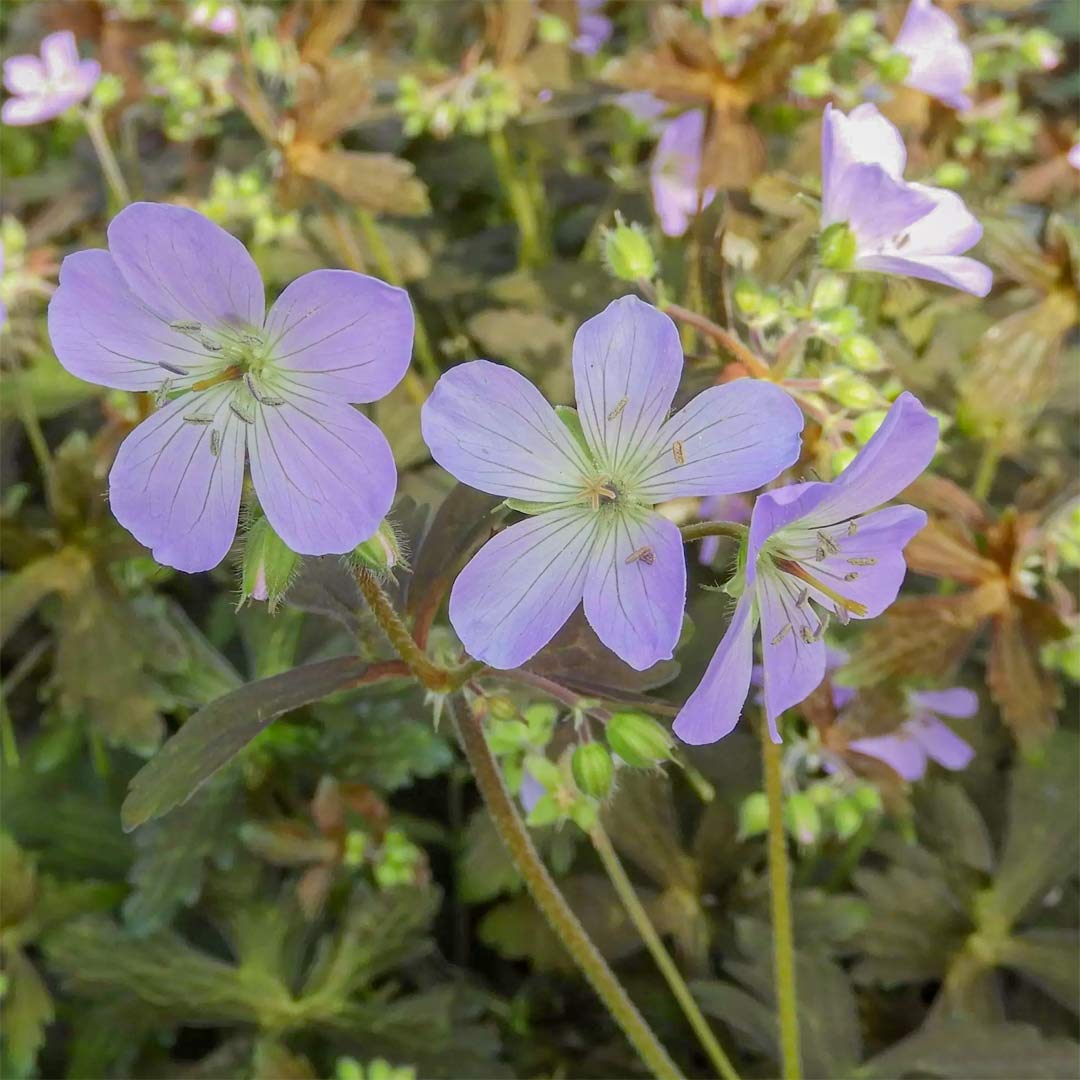 Geranium maculatum 'Espresso'