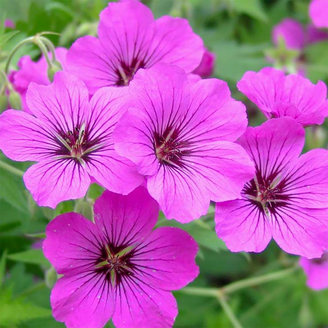 Geranium 'Patricia'