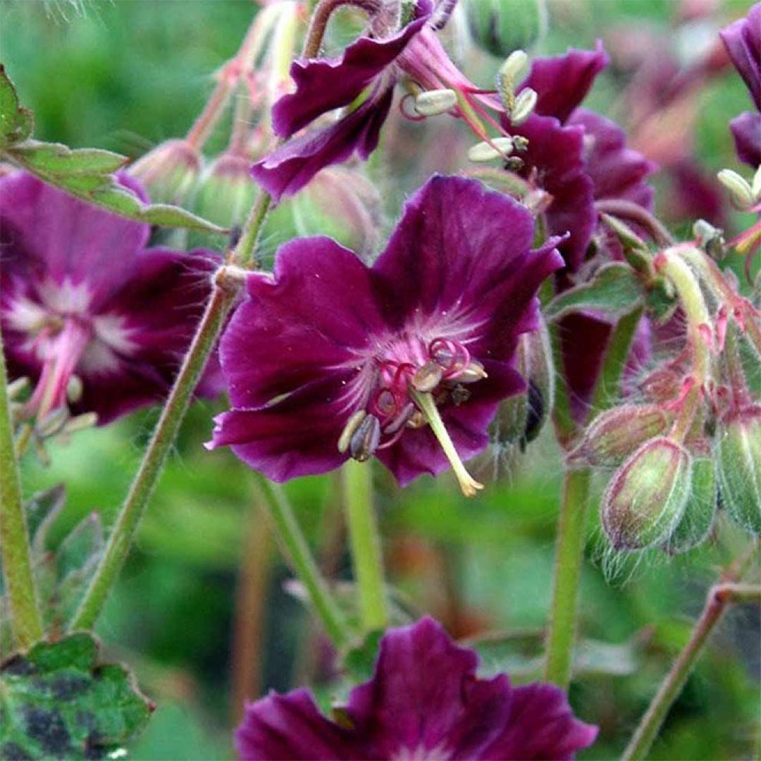 Geranium phaeum var. phaeum 'Samobor'