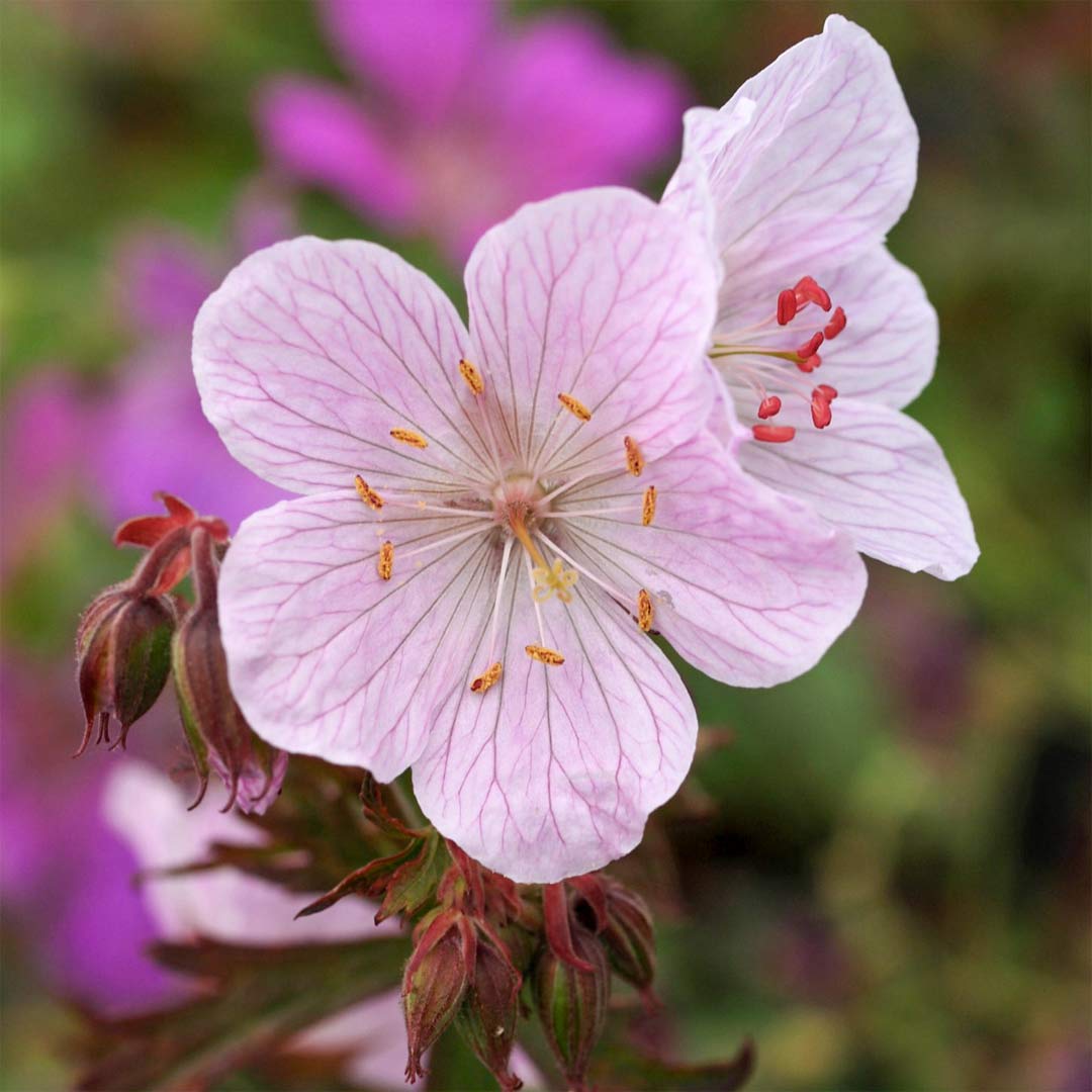 Geranium pratense 'Marshmallow'