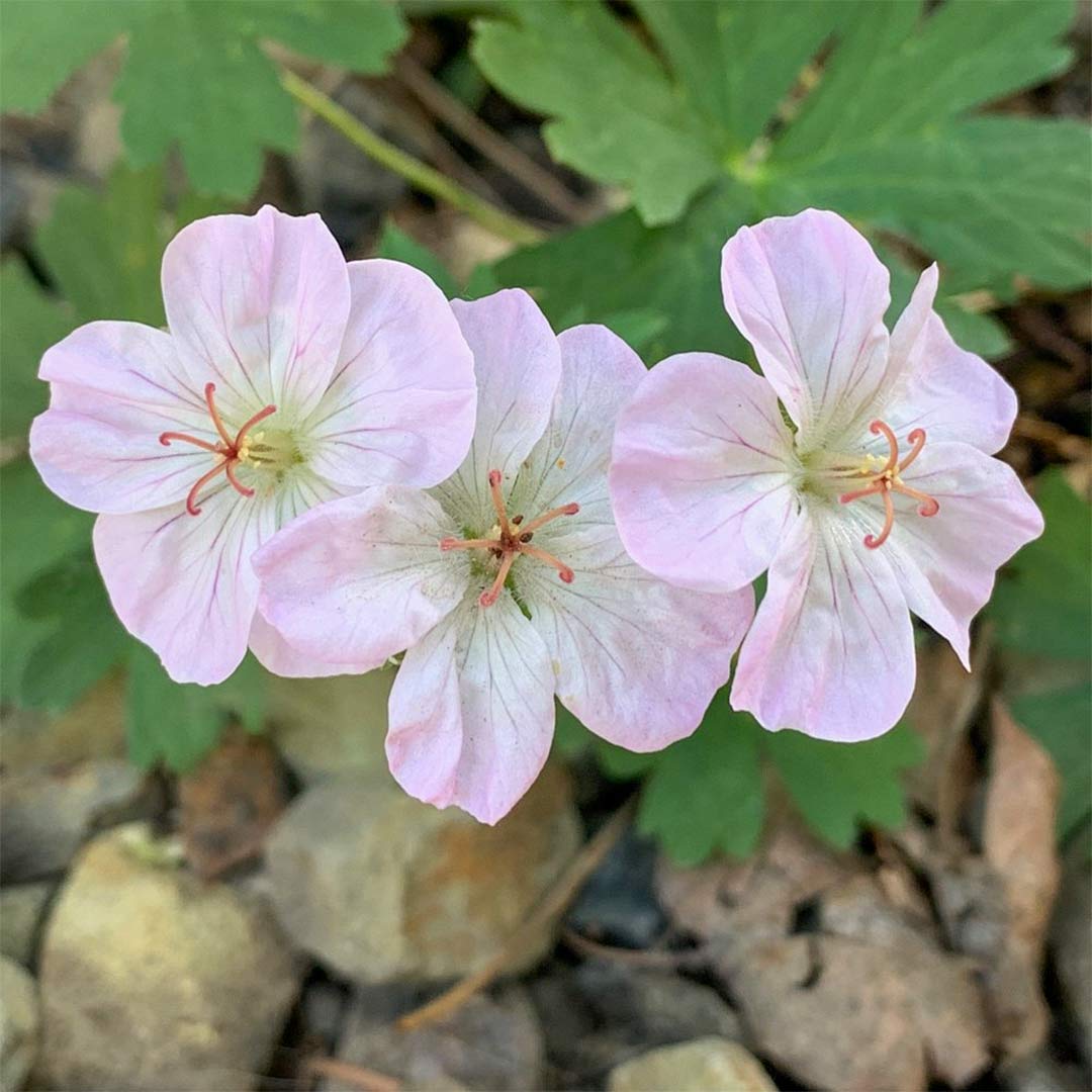 Geranium pratense 'Marshmallow'