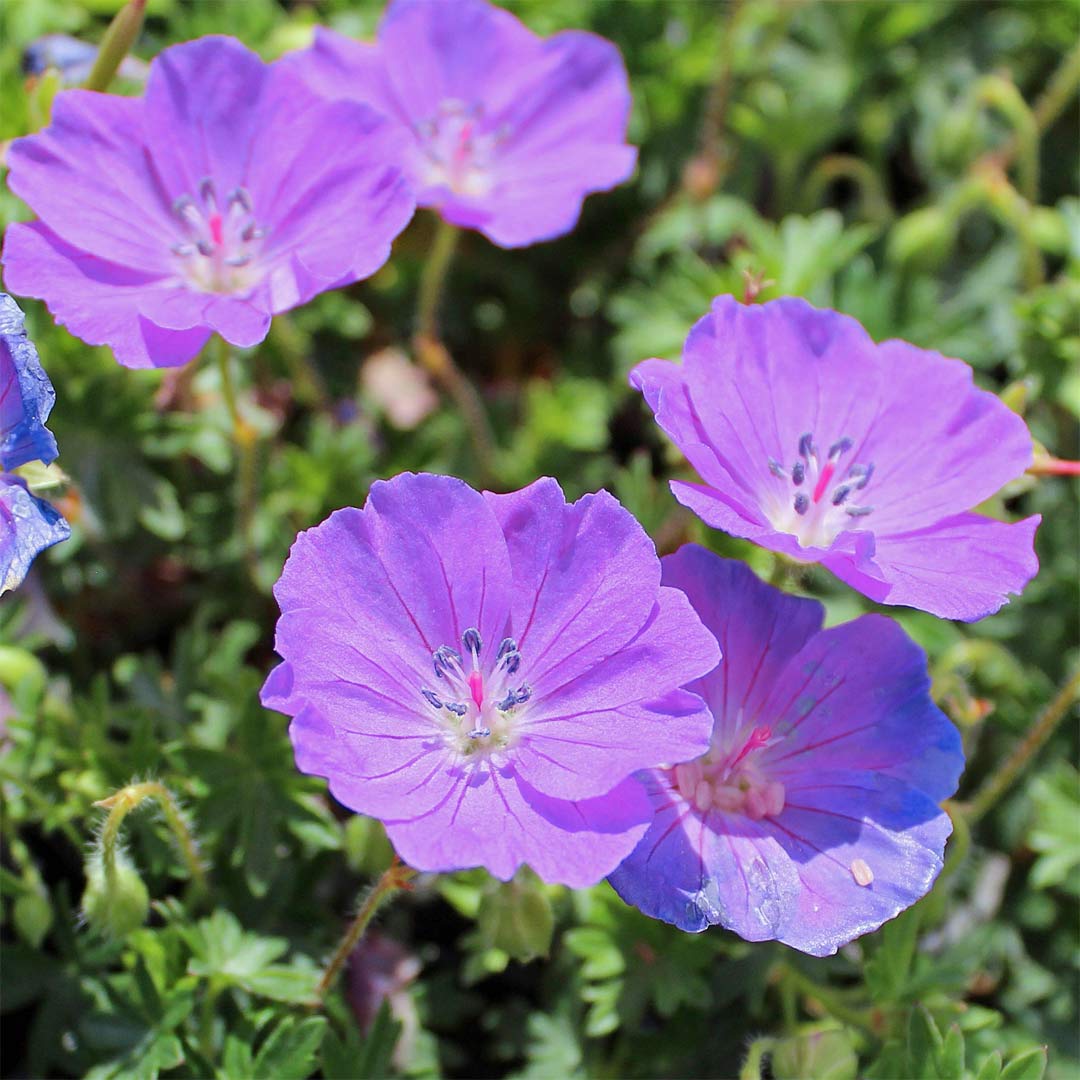 Geranium sanguineum 'Max Frei'