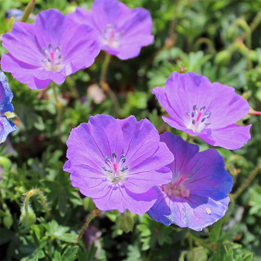Geranium sanguineum 'Max Frei'