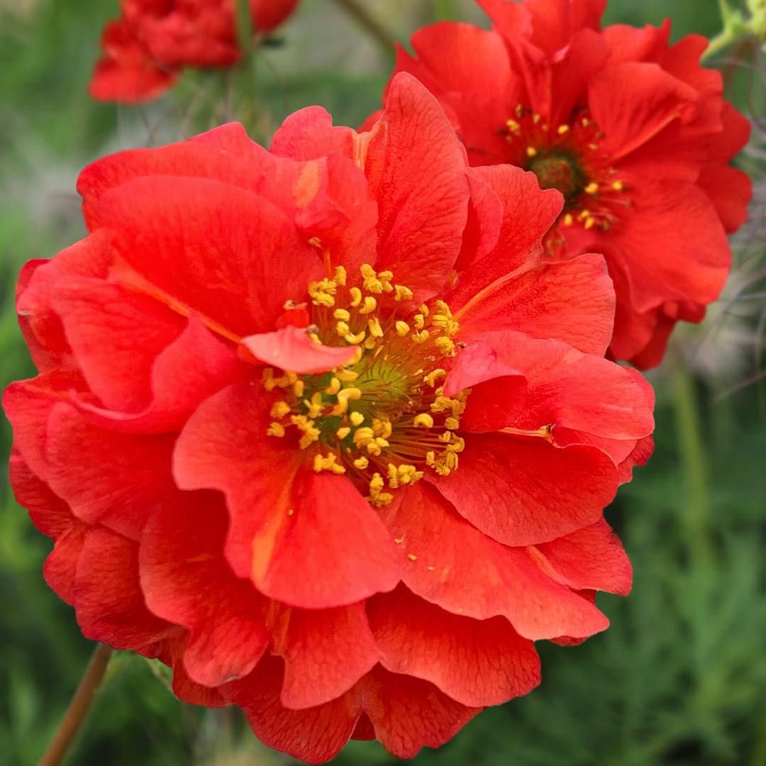 Geum 'Blazing Sunset'