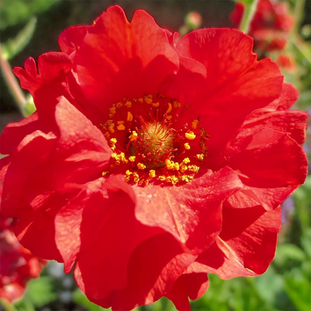 Geum 'Blazing Sunset'