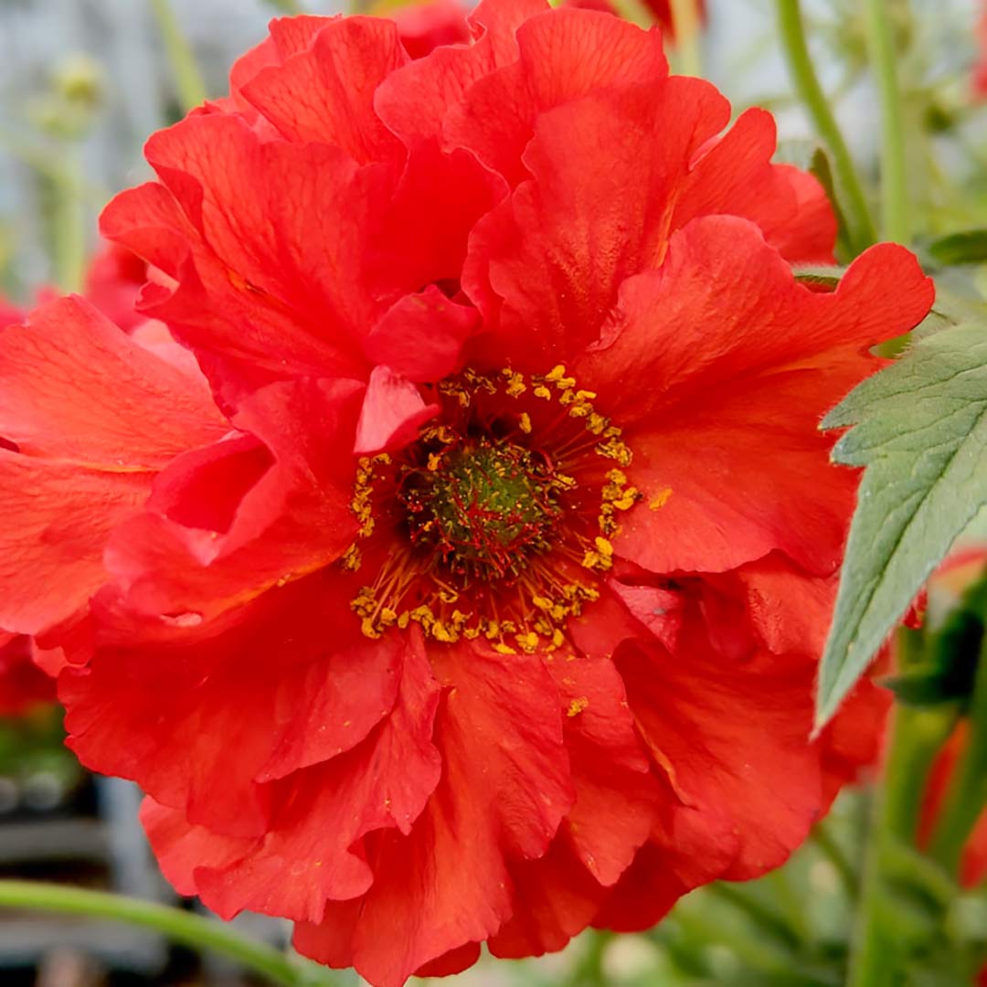 Geum 'Blazing Sunset'