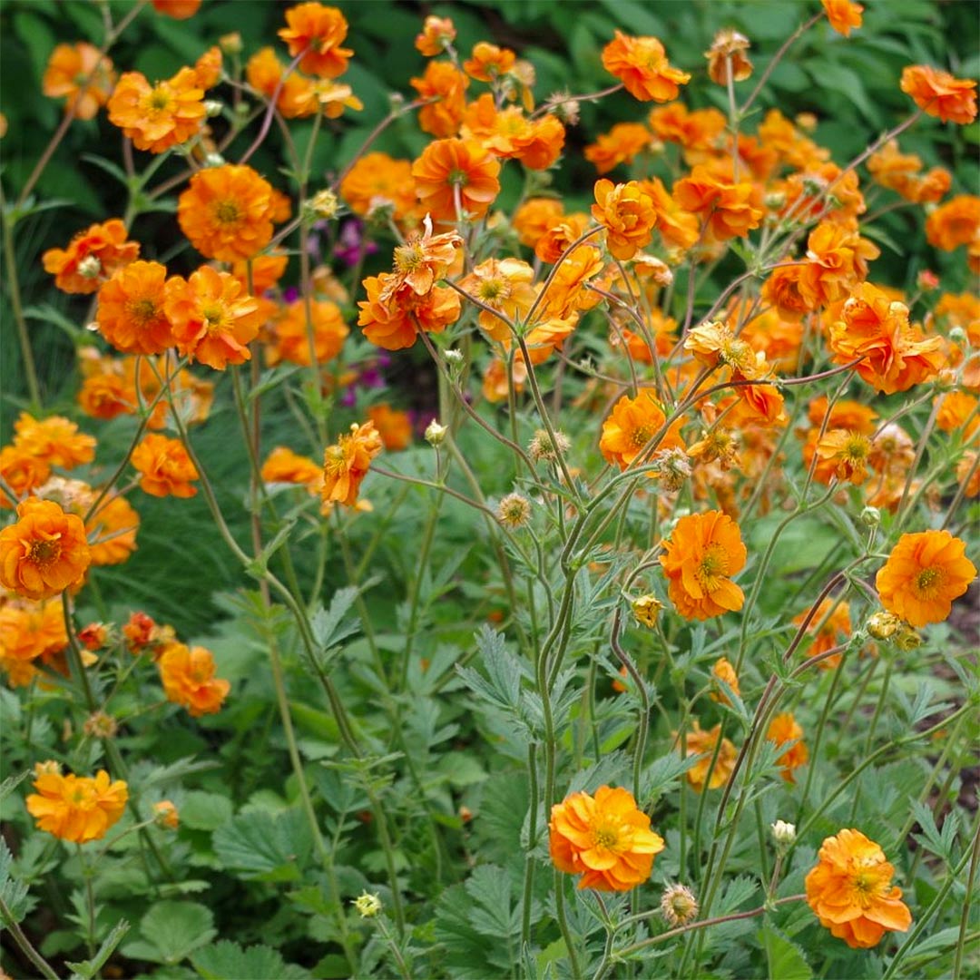 Geum 'Fire Storm'