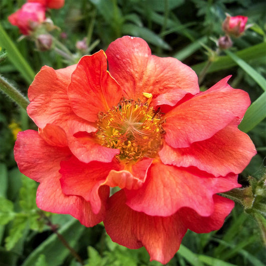 Geum 'Flames of Passion'