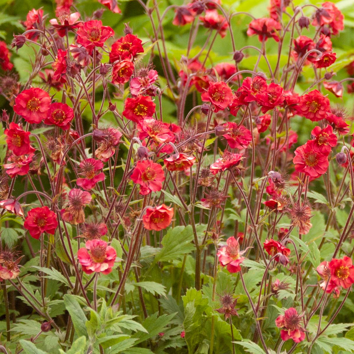 Geum 'Flames of Passion'