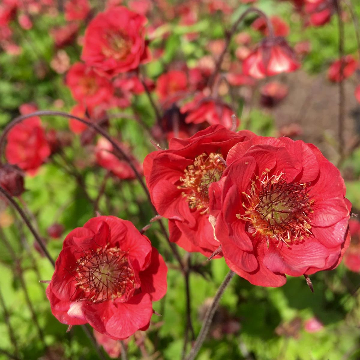 Geum 'Flames of Passion'