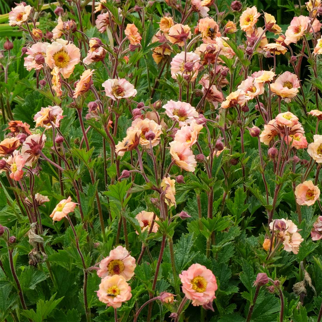 Geum 'Mai Tai'