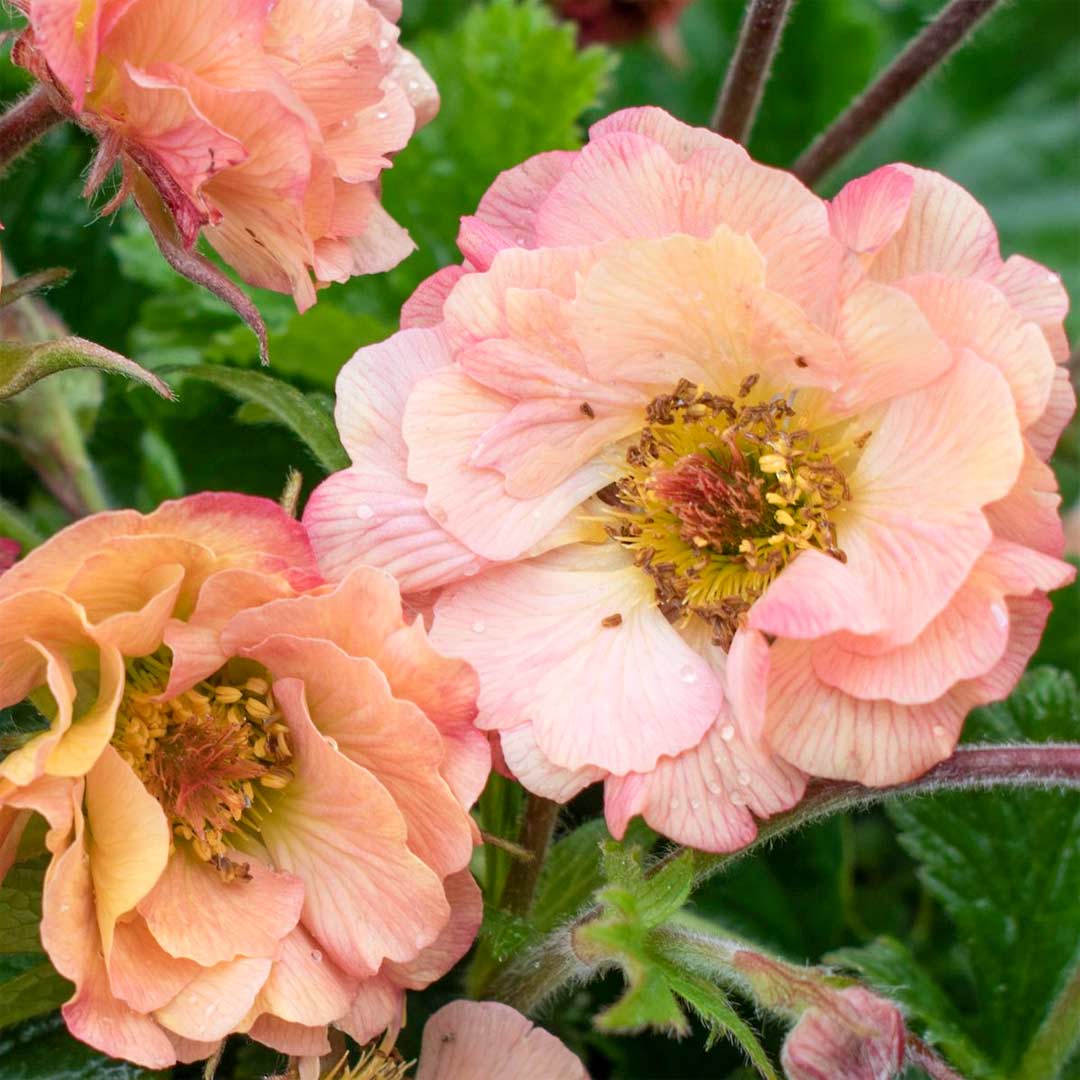 Geum 'Mai Tai'