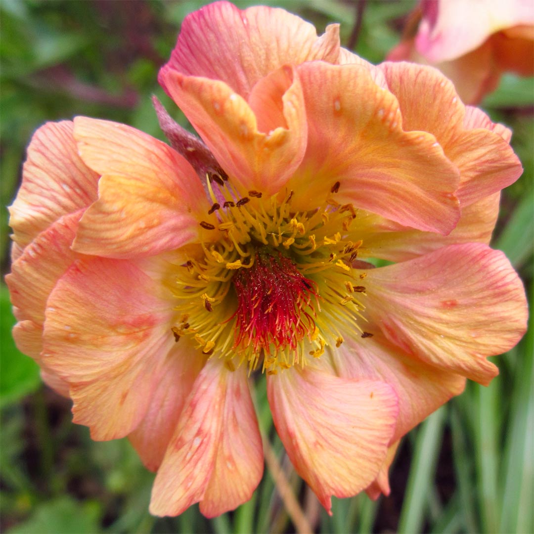 Geum 'Mai Tai'