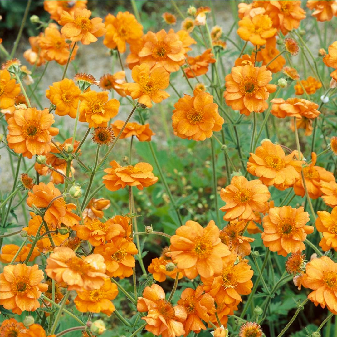 Geum 'Prinses Juliana'
